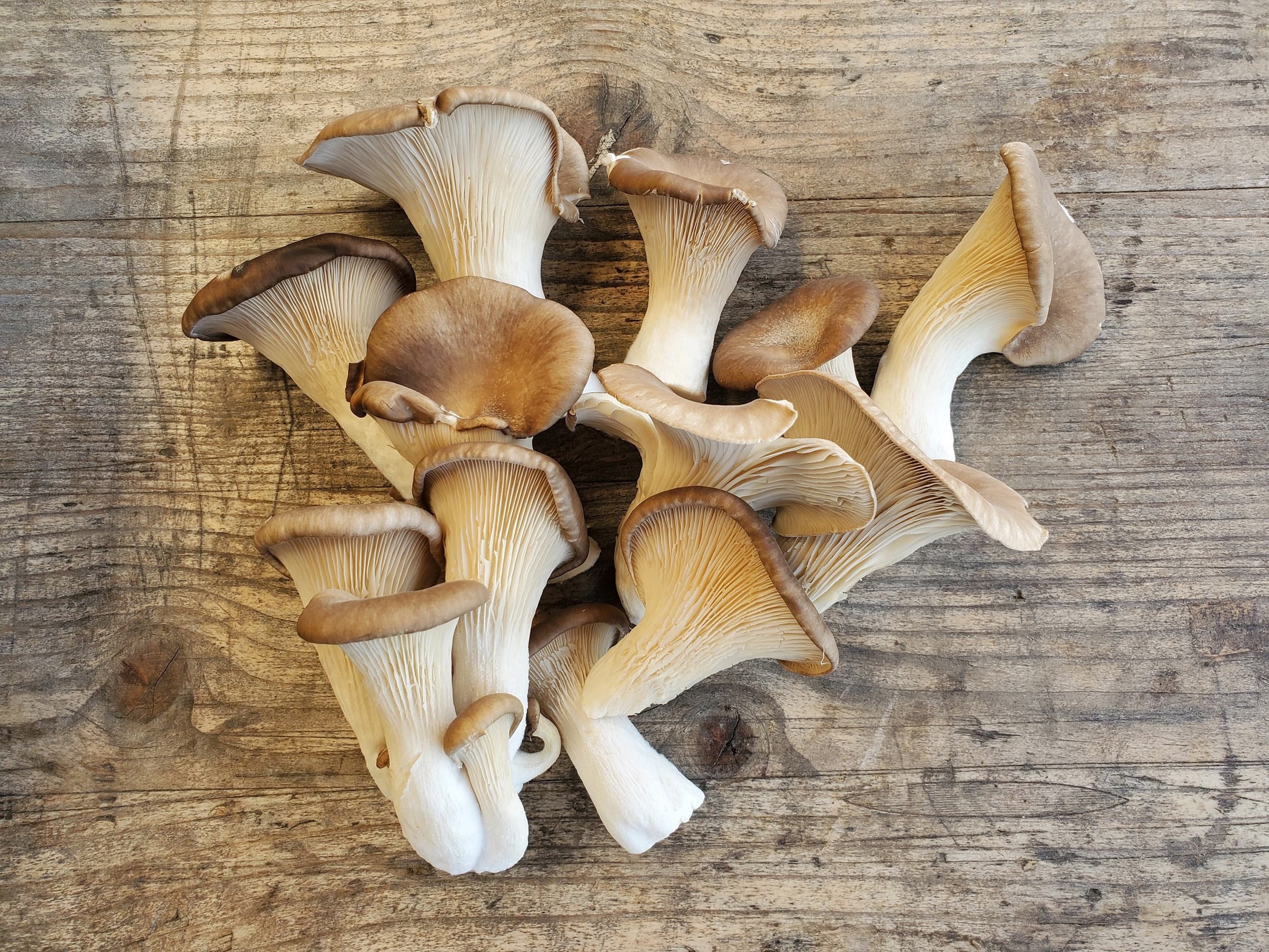 Mushrooms - oyster