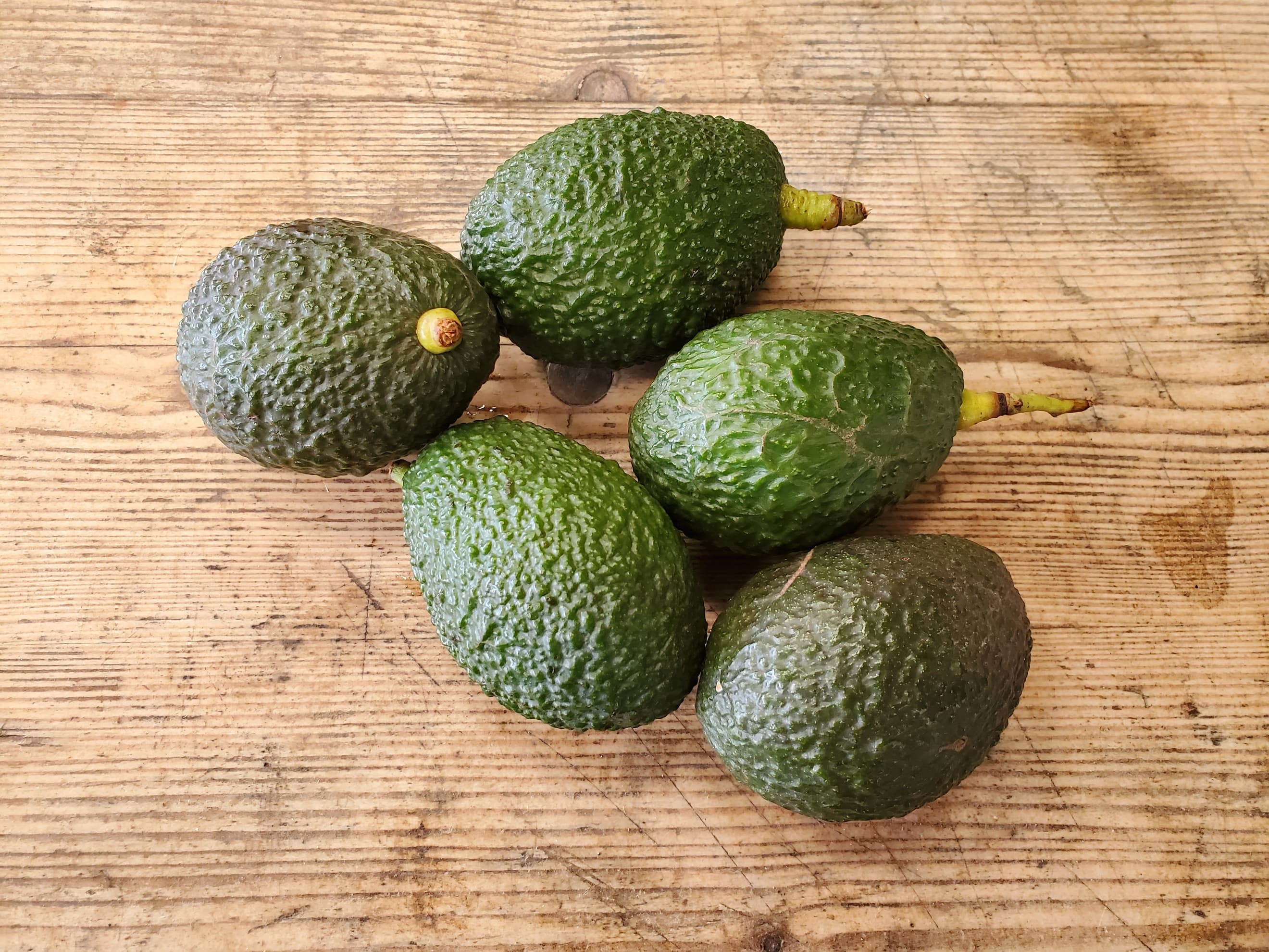 Avocadoes