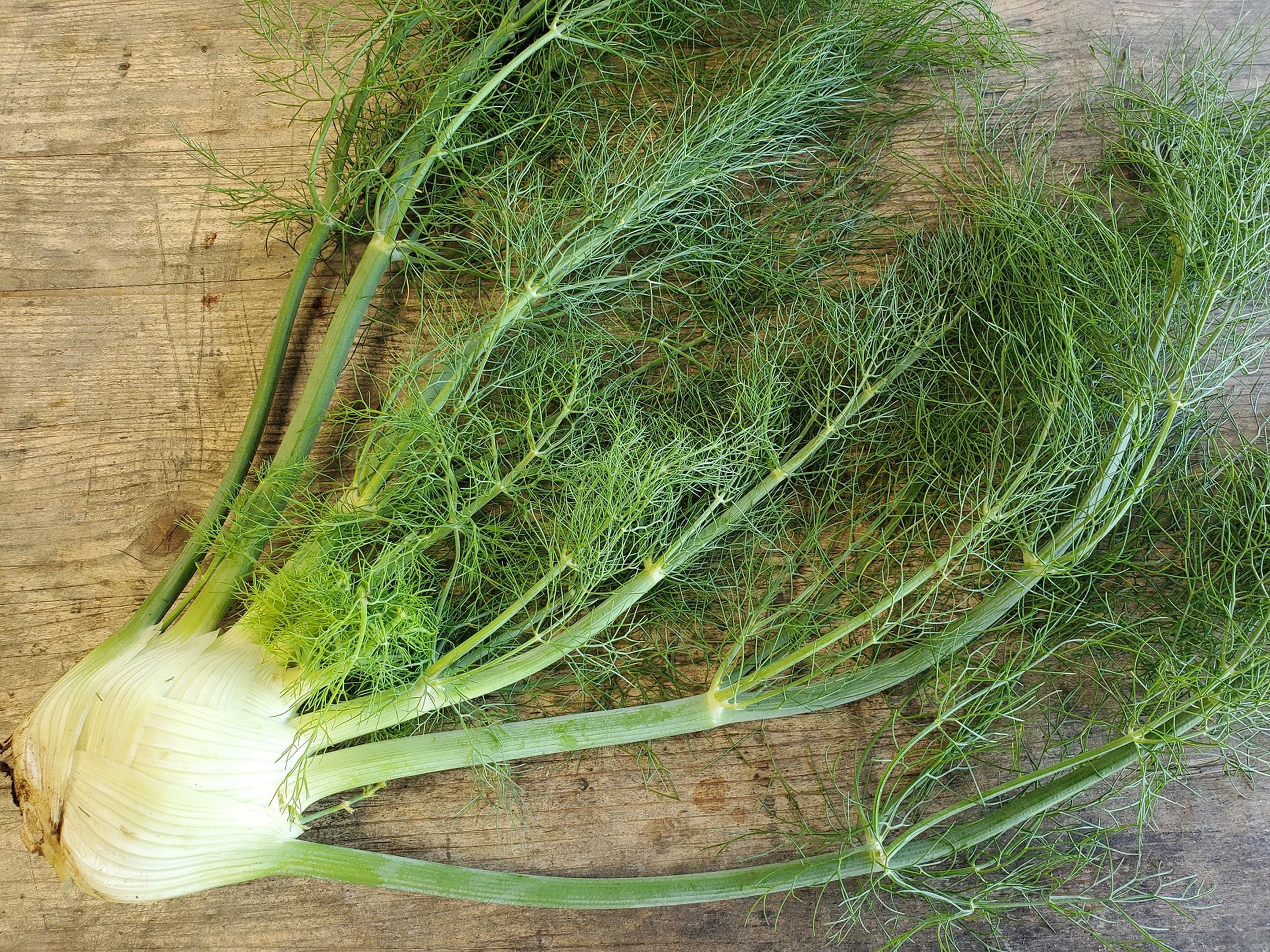 Fennel - with tops