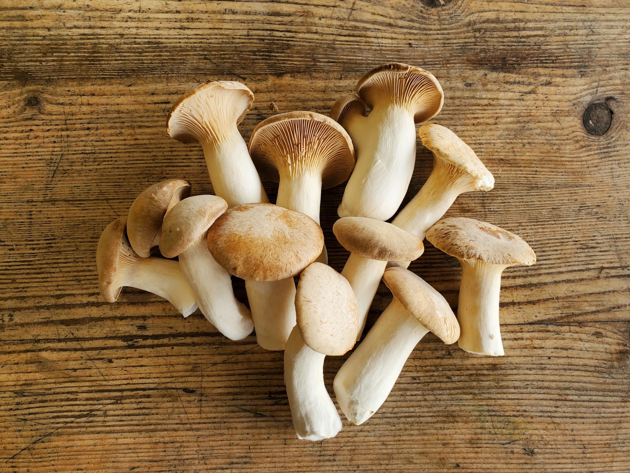 Mushrooms - king oyster