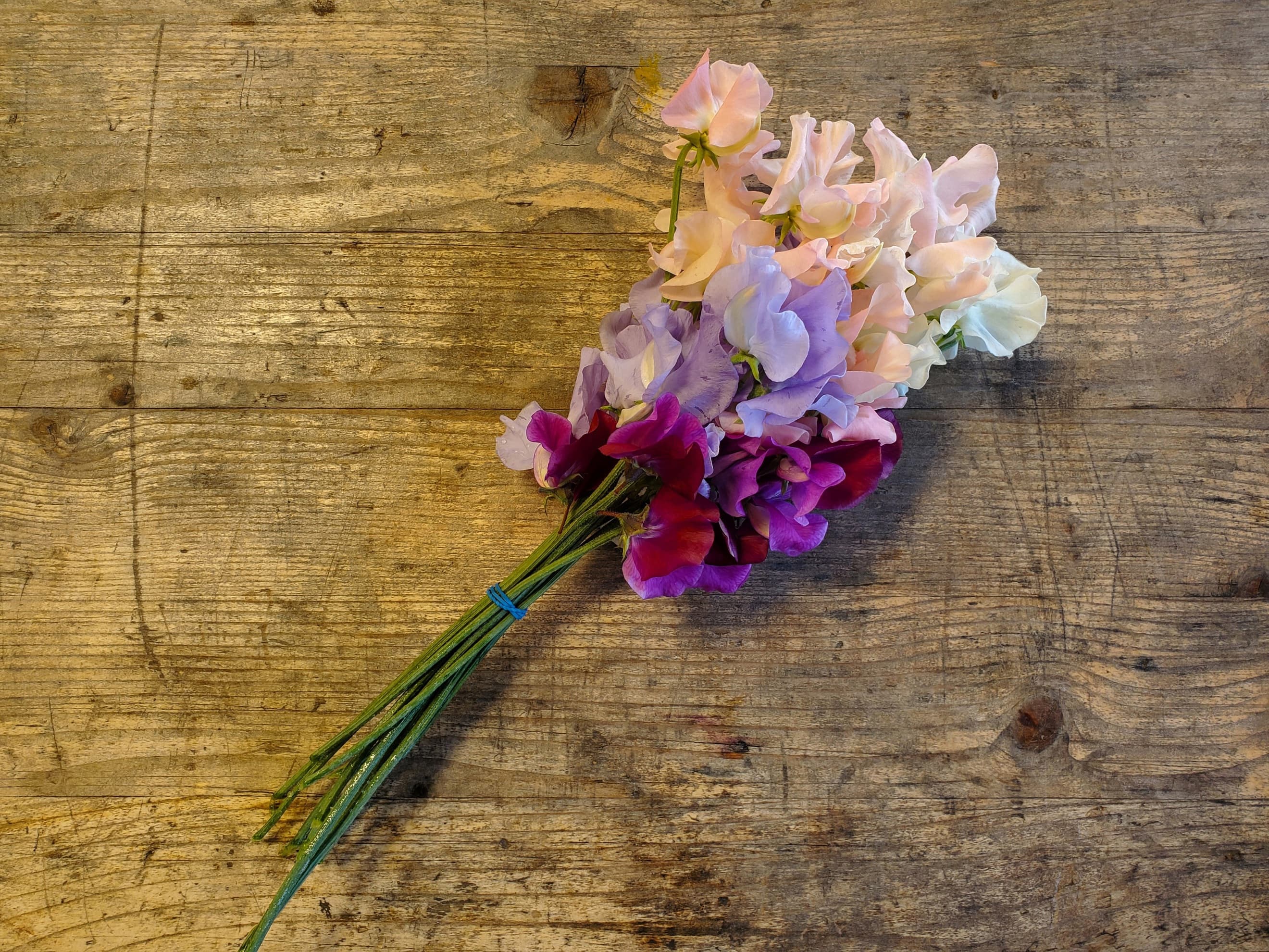 Sweet peas