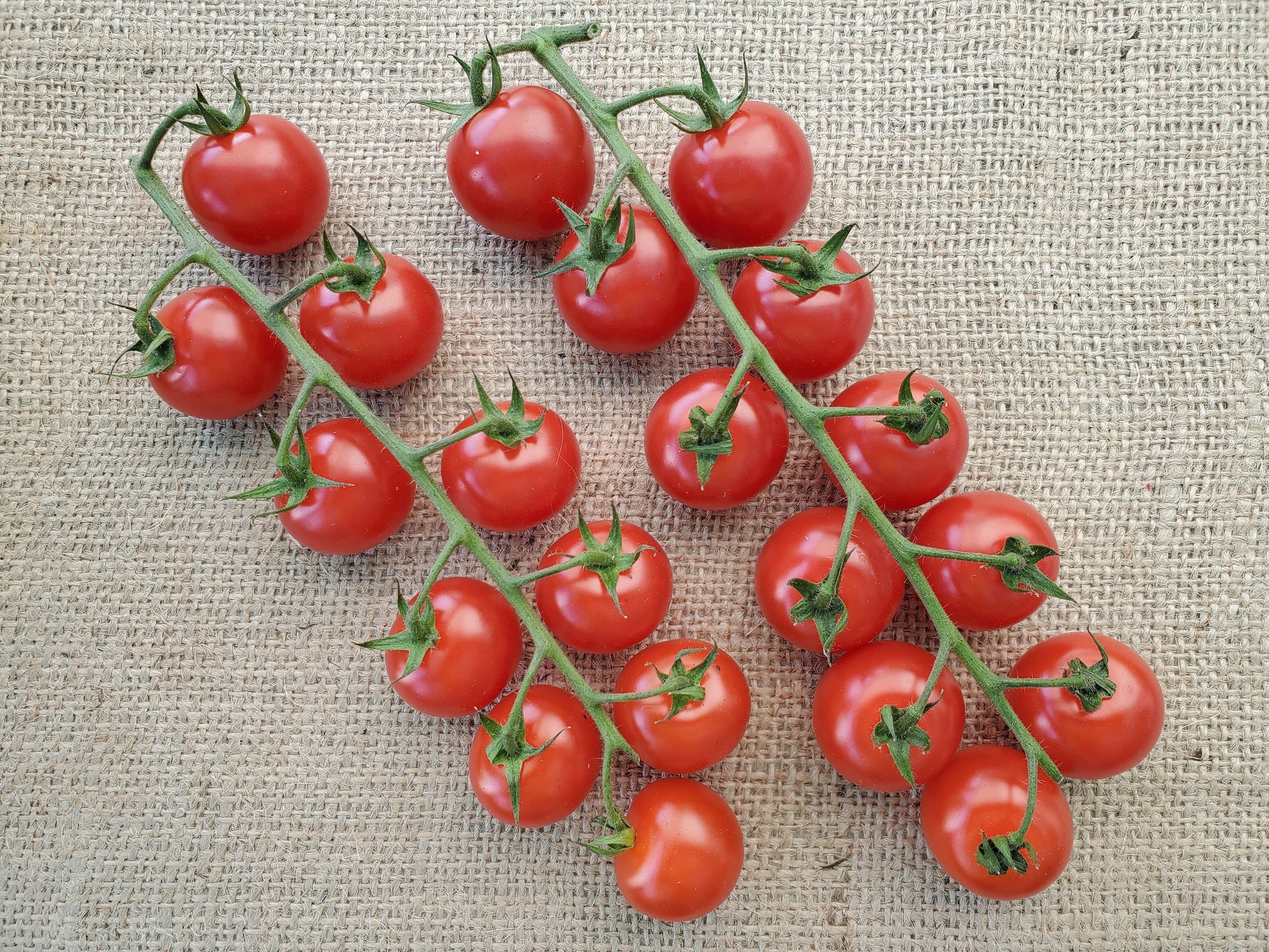 Tomatoes - cherry vine