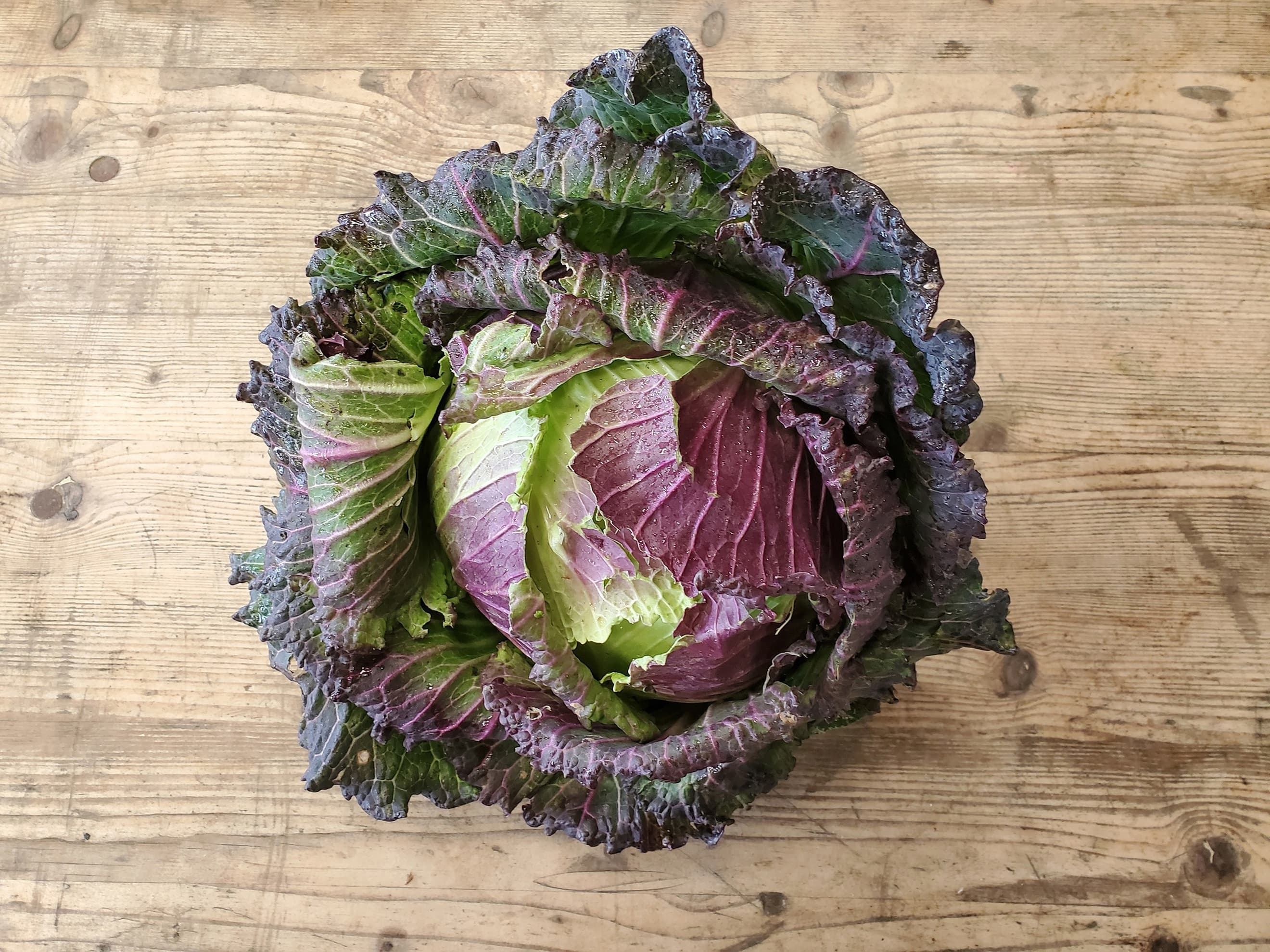 Cabbage - January King