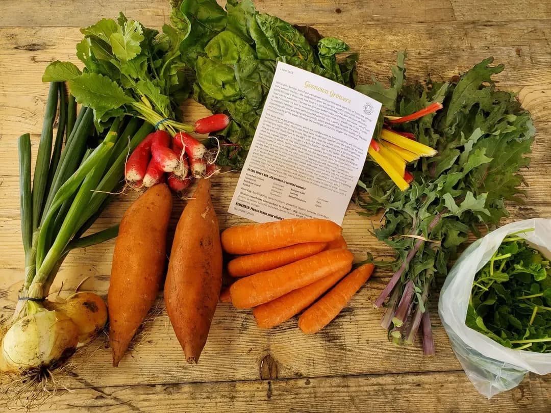 Standard Veg Box