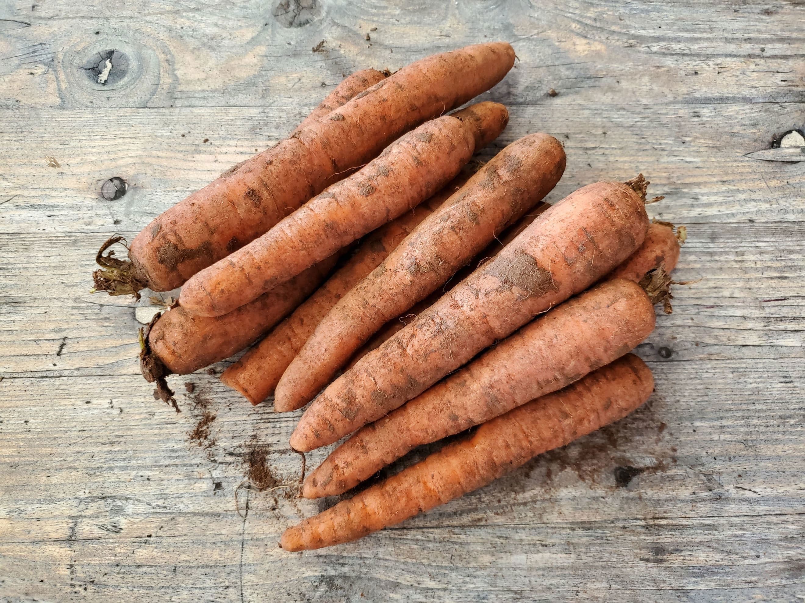 Carrots - unwashed
