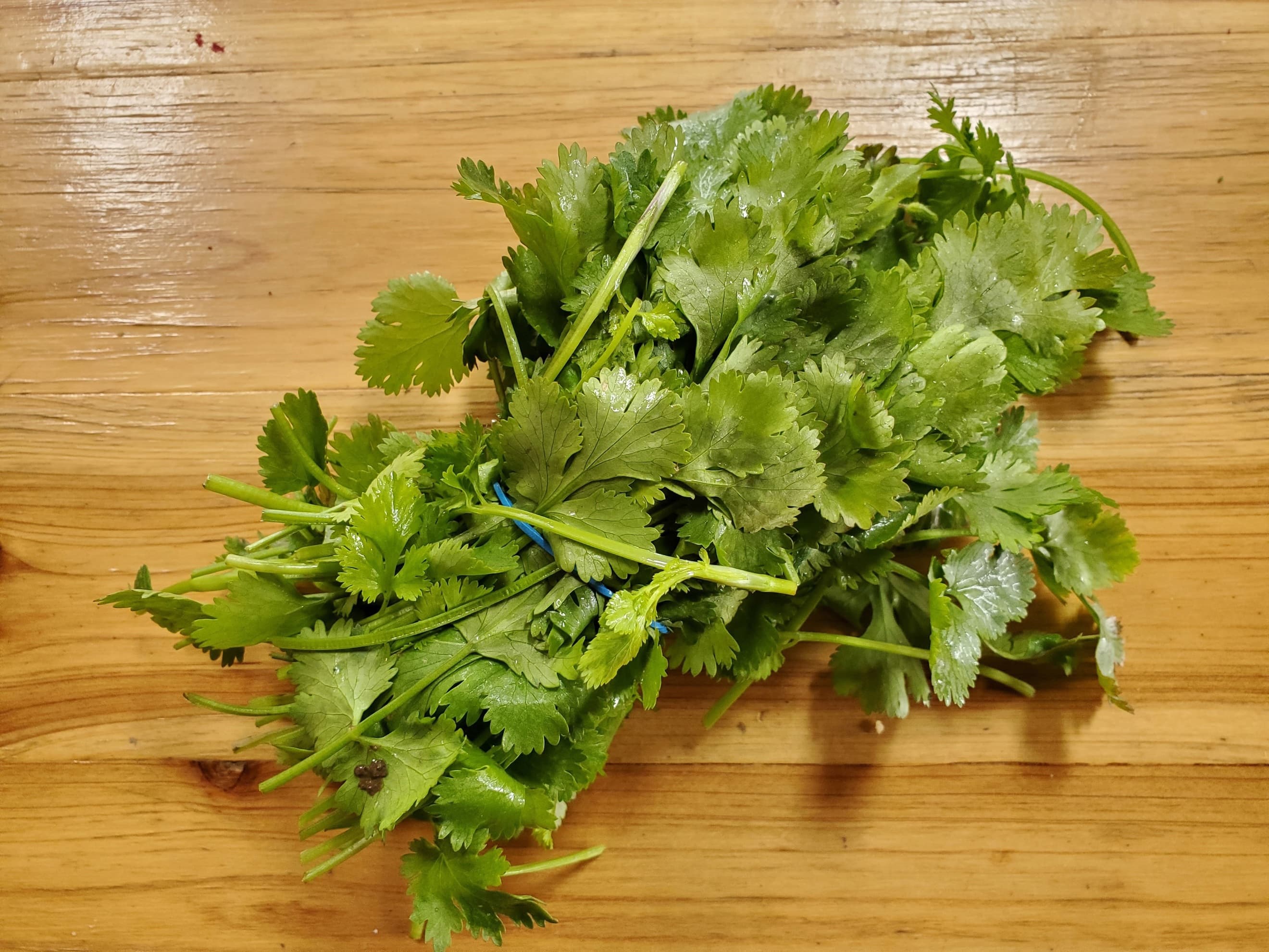 Coriander