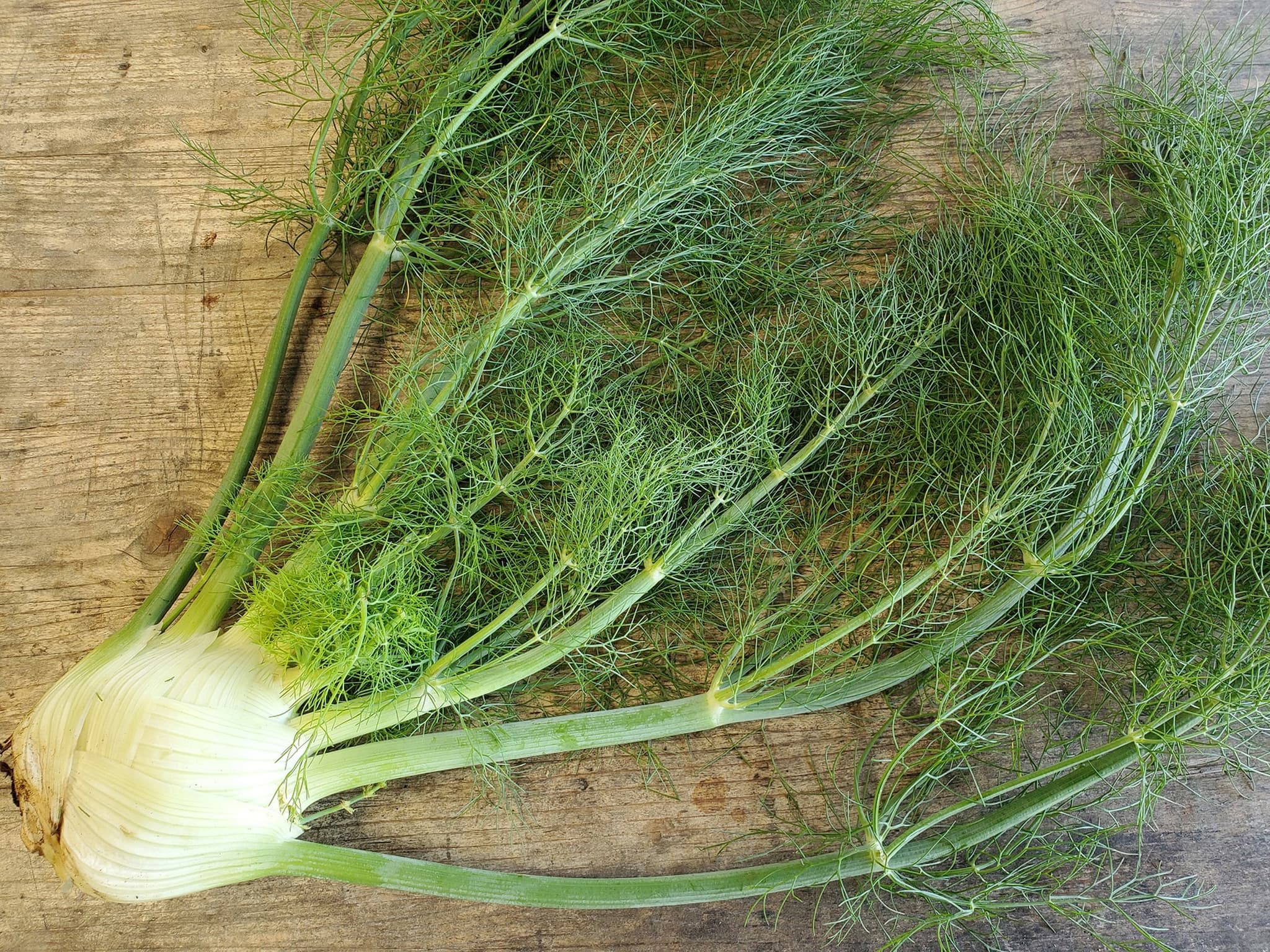 Fennel - with tops