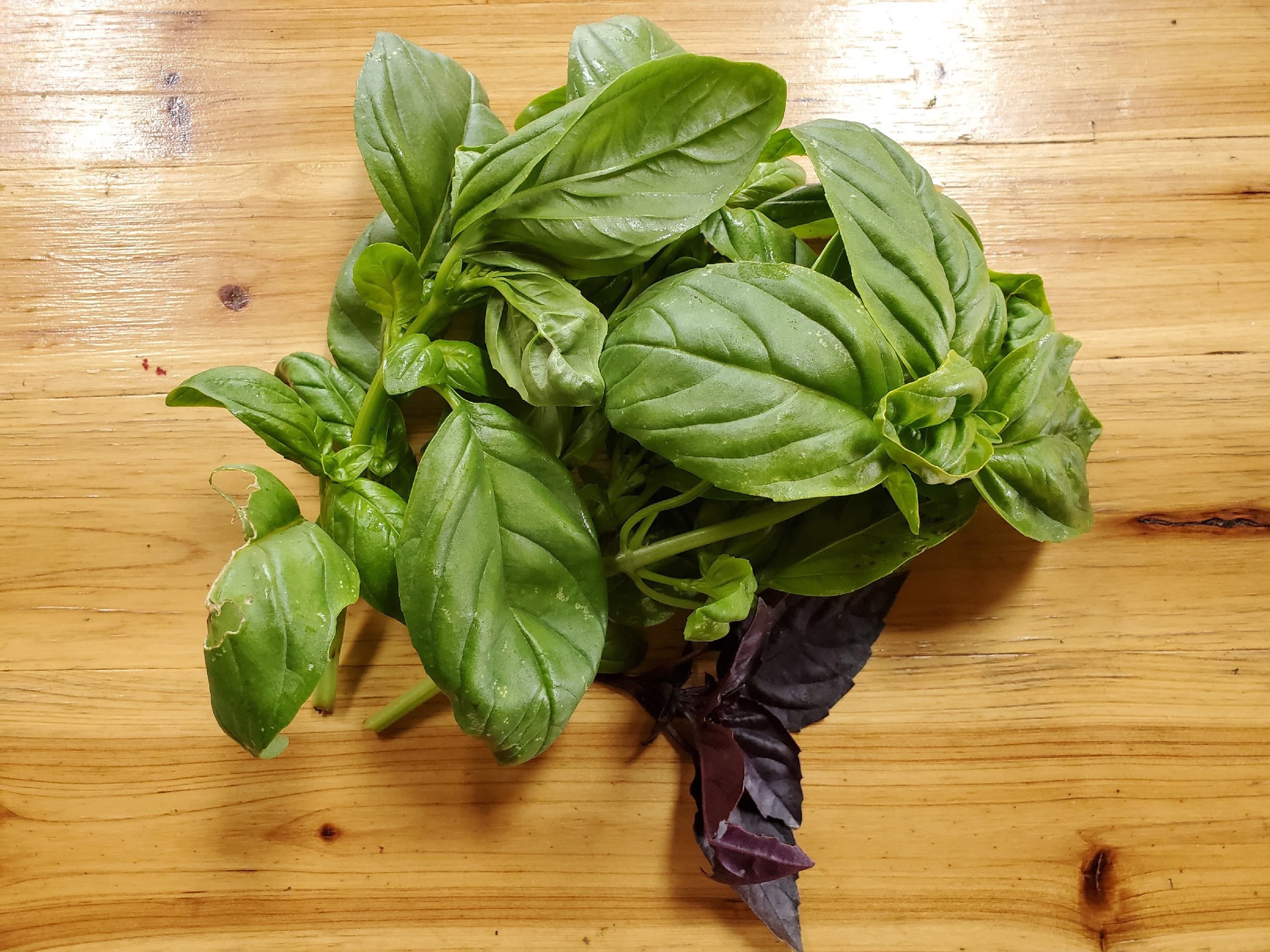 Basil