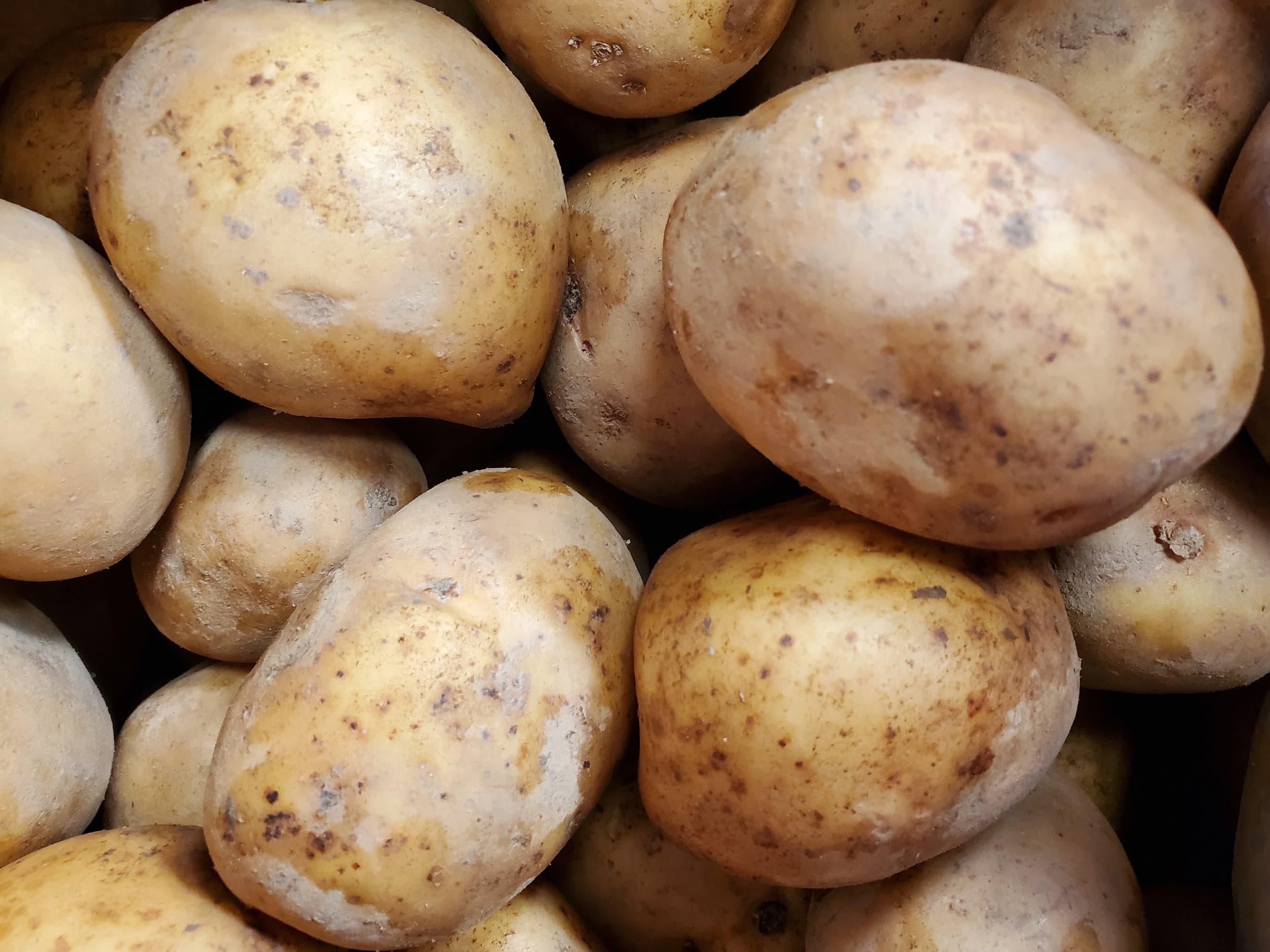New potatoes - Maris Bard 5kg sack