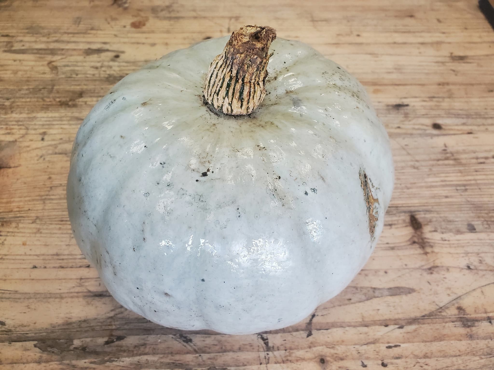 Squash - Crown Prince (1 - 1.2kg)