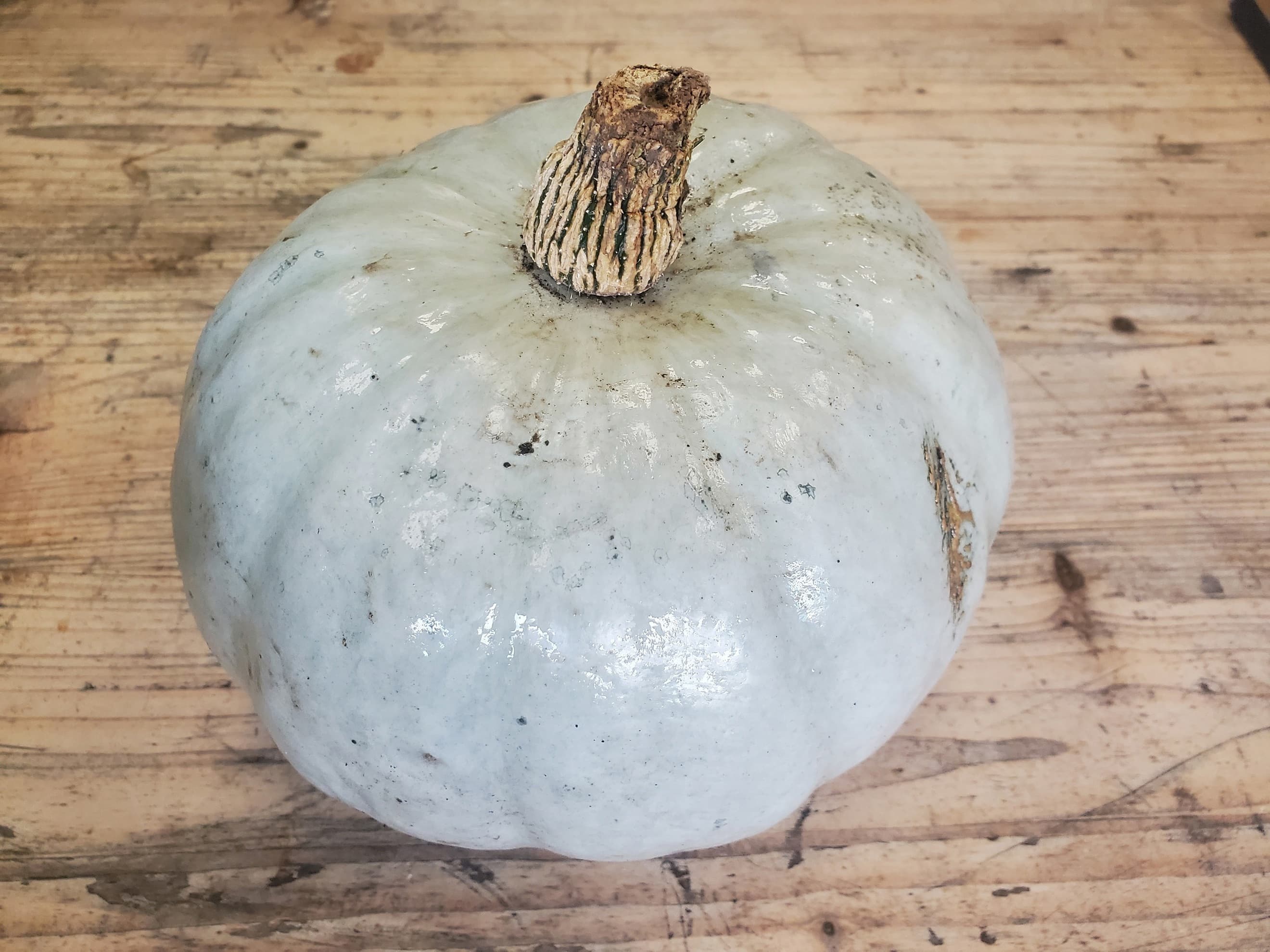 Squash - Crown Prince (1 - 1.2kg)
