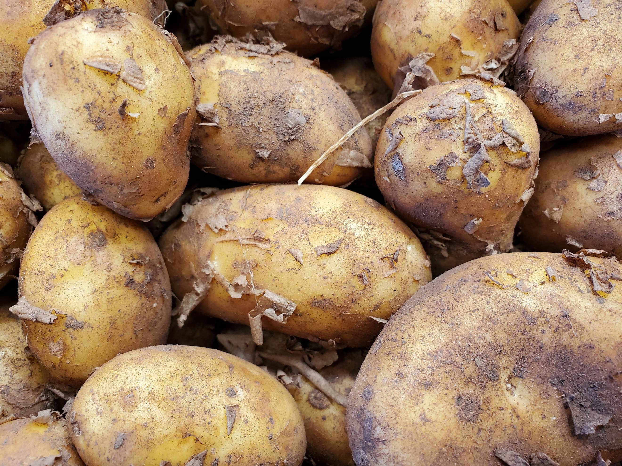 New potatoes - Charlotte 5kg sack