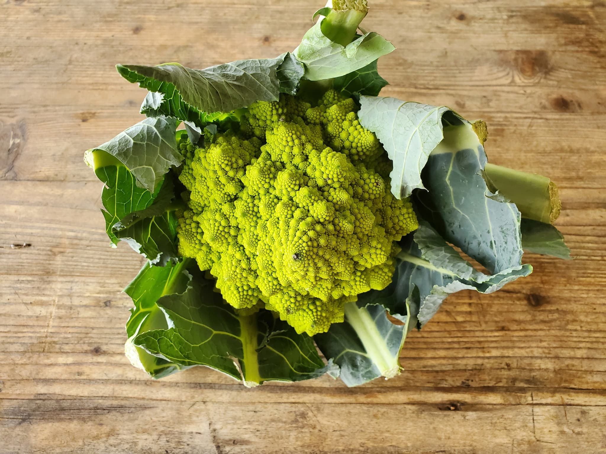 Cauliflower - romanesco