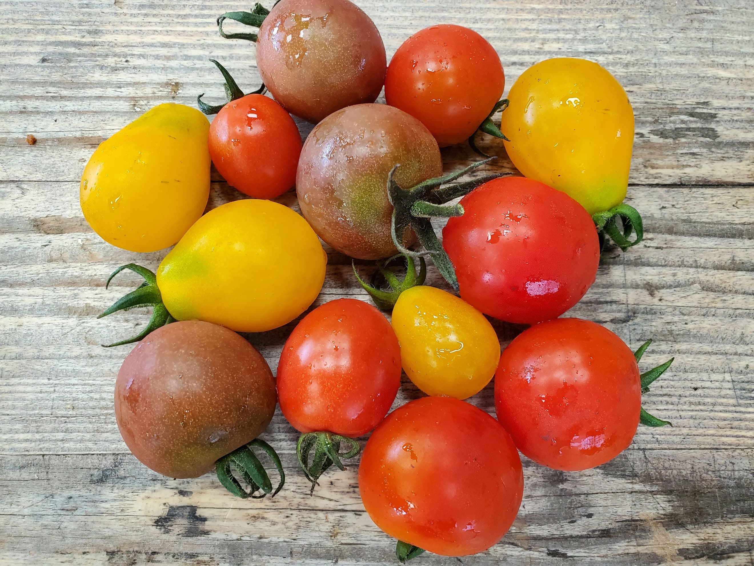 Tomatoes - Goonown