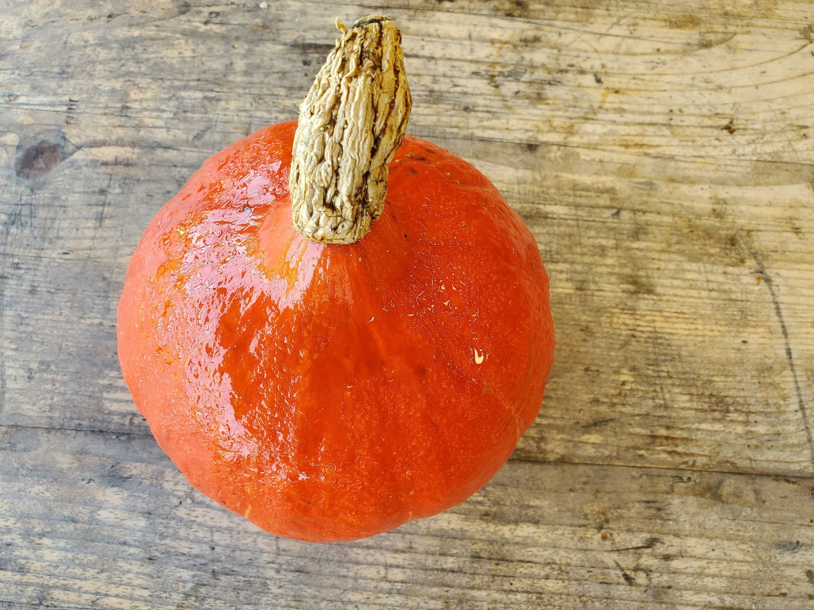 Squash - Uchiki kuri (500-800g)