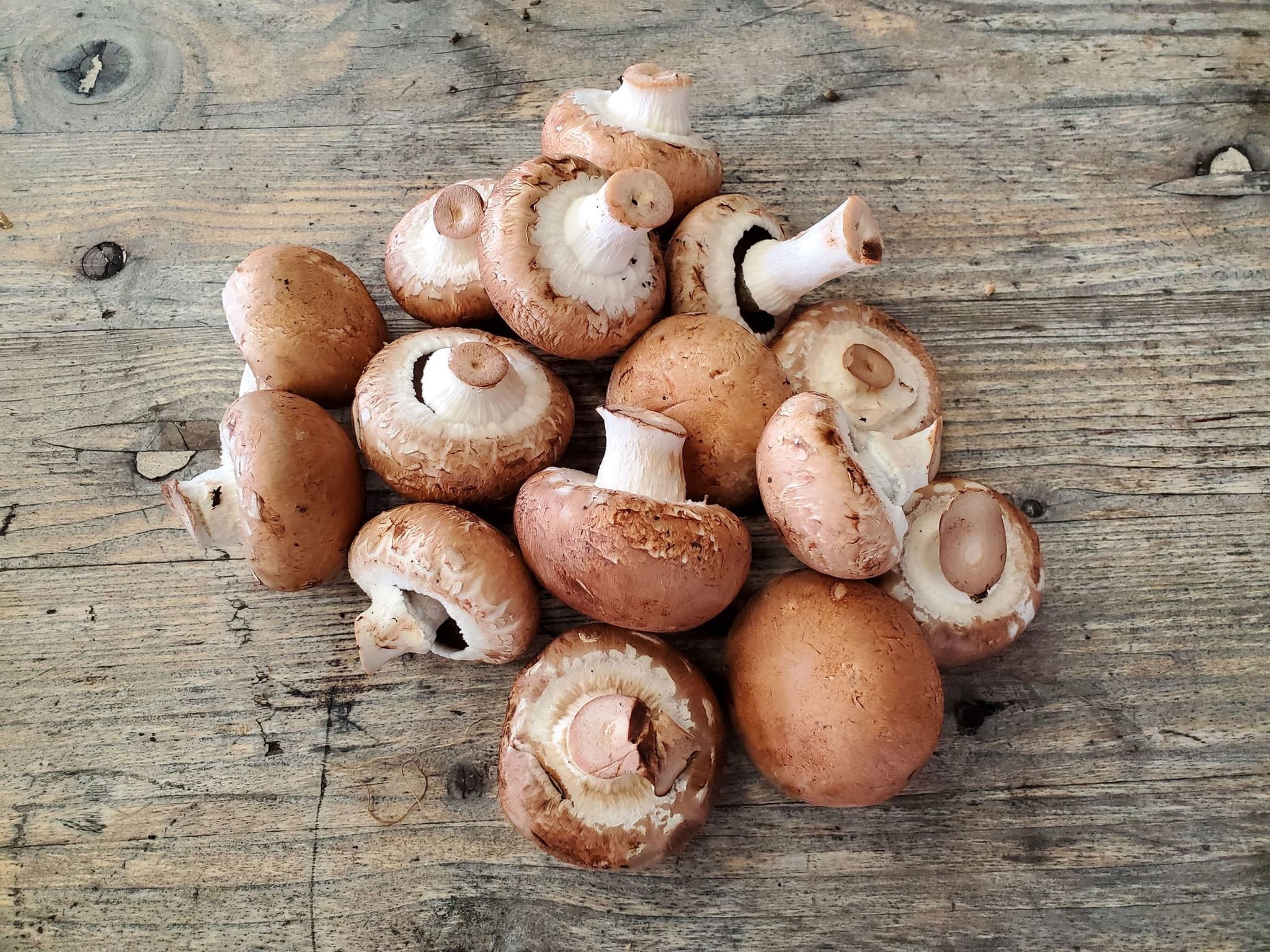 Mushrooms - chestnut