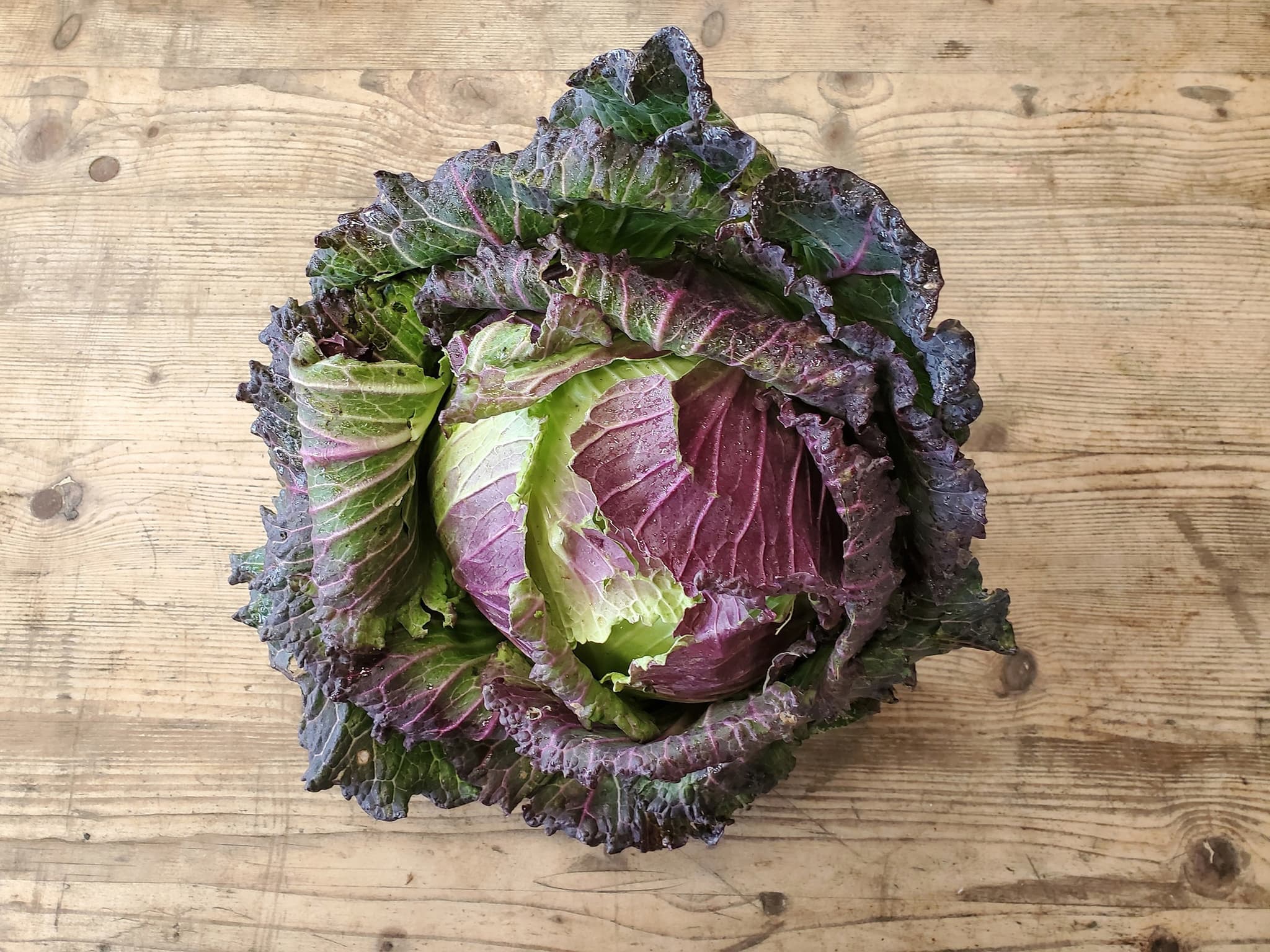 Cabbage - January King